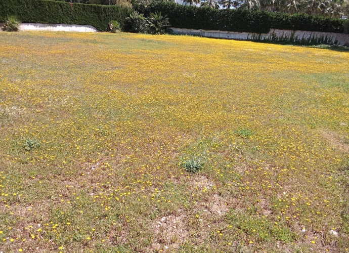 Plot Land in Guadalmina Baja - 3