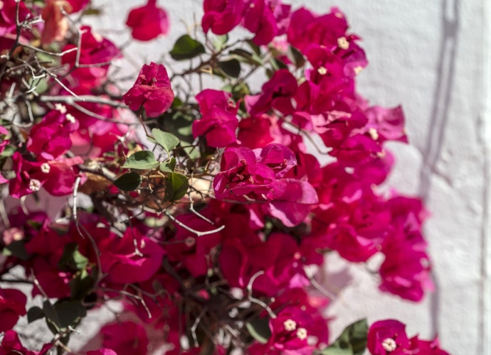 Apartment Ground Floor in Nueva Andalucía - 3