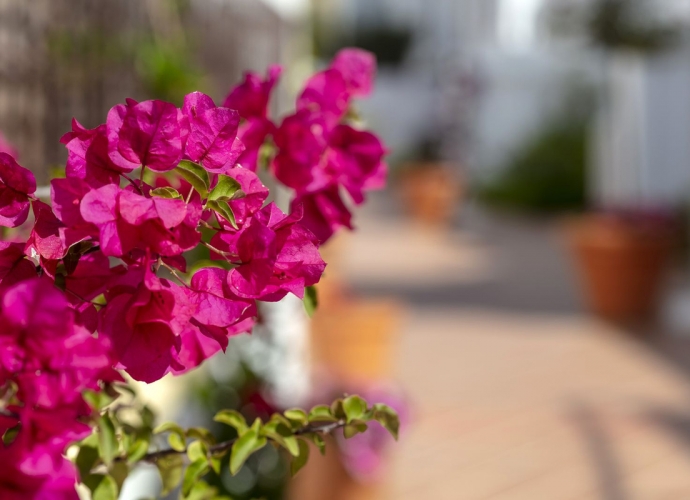 Apartamento Planta Baja en Nueva Andalucía - 5